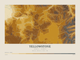 Yellowstone — Contour Colour print in Saffron & Slate (landscape)