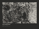 Yellowstone — Ink print in Ink Dark (landscape)